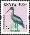 Hadada Ibis (Bostrychia hagedash)